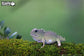 3D Wild Dier - Tuatara